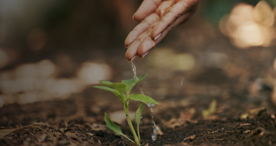 Person gießt eine junge grüne Pflanze, Wassertropfen fallen von den Fingerspitzen, symbolisch für nachhaltige Praktiken, ähnlich denen der Envizi ESG Suite für Umweltmanagement.